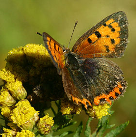 Lille Ildfugl, Lycaena phlaeas, d. 17 august 2005. Bt skov. Fotograf: Lars Andersen