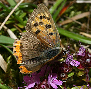 Lille Ildfugl, Lycaena phlaeas, d. 21 august 2005. Melby overdrev. Fotograf: Lars Andersen