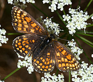 Brun pletvinge, Mellicta athalia Hagtorps, Sandhammaren, Skåne 21 juli 2005. Fotograf: Lars Andersen
