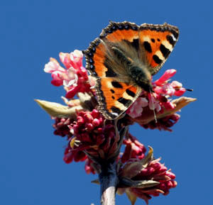 Nldens takvinge, Aglais urticae H/F Vennelyst, Amager, d. 2 april 2005. Fotograf: Lars Andersen