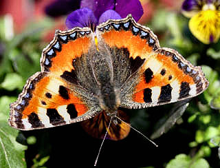 Nldens takvinge, Aglais urticae i vores altankasse p Hornviol, Viola Cornuta. H/F Vennelyst, Amager, d. 2 april 2005. Fotograf: Lars Andersen