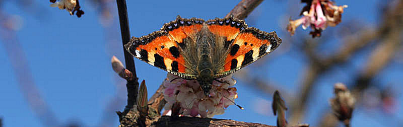 Nldens takvinge, Aglais urticae p Kejserbusk, Virburnum fragans "Bodnantense". H/F Vennelyst, Amager, d. 2 april 2005. Fotograf: Lars Andersen