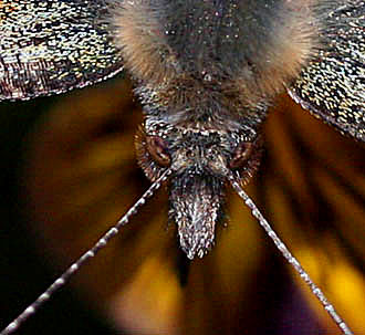 Nldens takvinge, Aglais urticae H/F Vennelyst, Amager, d. 2 april 2005. Fotograf: Lars Andersen