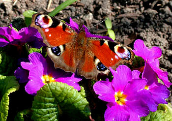 Dagpfugleje p primula. H/F Vennelyst, Amager, d. 12 april 2005. Fotograf: Lars Andersen