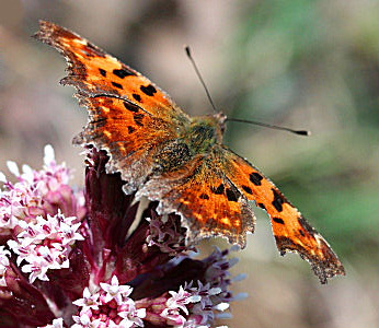 Det hvide C, Polygonia c-album på Rød hestehov, Petasites hybridus. Kongelunden. d. 17 april 2005. Fotograf: Lars Andersen
