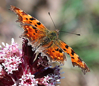 Det hvide C, Polygonia c-album p Rd hestehov, Petasites hybridus. Kongelunden. d. 17 april 2005. Fotograf: Lars Andersen