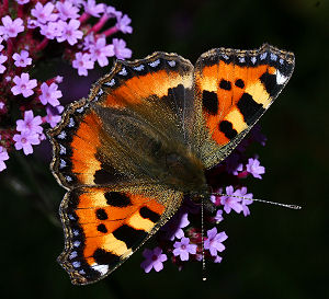 Nldens takvinge, Aglais urticae Slangerup, d. 4 september 2005. Fotograf: Lars Andersen