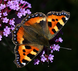 Nldens takvinge, Aglais urticae Slangerup, d. 4 september 2005. Fotograf: Lars Andersen