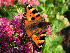 Nldens takvinge, Aglais urticae Tadre mlle, strup, d. 25 september 2005. Fotograf: Lars Andersen