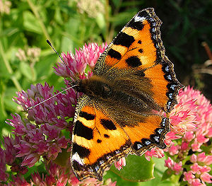 Nldens takvinge, Aglais urticae Tadre mlle, strup, d. 25 september 2005. Fotograf: Lars Andersen