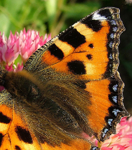 Nldens takvinge, Aglais urticae Tadre mlle, strup, d. 25 september 2005. Fotograf: Lars Andersen