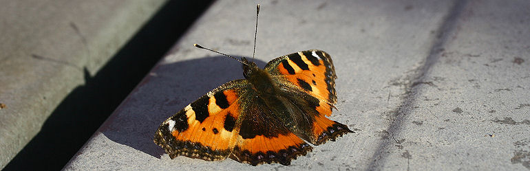 Nldens takvinge, Aglais urticae Nordby, Fan, d. 26 september 2005. Fotograf: Lars Andersen