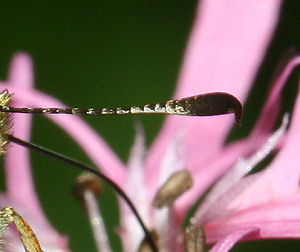 Flehorn af Stor Bredpande, Ochlodes sylvanus hun nr dens vinger er slidte, kan man kende den p den lngere spids end Kommabredpande!. Farum d. 16 juni 2005. Fotograf: Lars Andersen