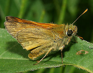 Stor Bredpande, Ochlodes sylvanus. Farum d. 26 juni 2005. Fotograf: Lars Andersen