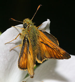 Stor Bredpande, Ochlodes sylvanus. Kongelunden d. 29 juli 2005. Fotograf: Lars Andersen