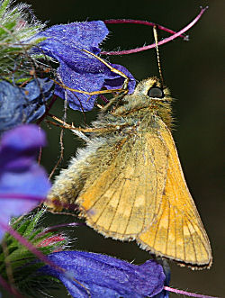 Stor Bredpande, Ochlodes sylvanus på Slangehoved, kendes fra Kommabredpande på de tydelige gule pletter på bagvinge underside. Skagen klitplantage d. 10 juli 2005. Fotograf: Lars Andersen