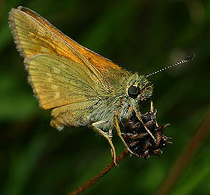 Stor Bredpande, Ochlodes sylvanus. Tuen, Skiveren d. 10 juli 2005. Fotograf: Lars Andersen