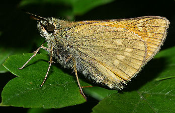 Stor Bredpande, Ochlodes sylvanus sidder og hviler sig efter den har jagtet en Iris! Pinseskoven, Amager d. 16 juli 2005. Fotograf: Lars Andersen