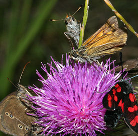 Stor Bredpande, Ochlodes sylvanus på Horse-Tidsel, Cirsium vulgare.Pinseskoven, Amage d. 22 juli 2005. Fotograf: Lars Andersen
