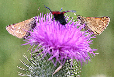 Stor Bredpande, Ochlodes sylvanus på Horse-Tidsel, Cirsium vulgare er en rigtig god nektarblomst for mange arter af sommerfugle. Pinseskoven, Amager d. 23 juli 2005. Fotograf: Lars Andersen