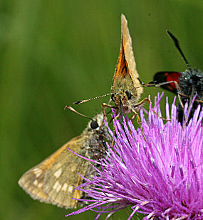 Stor Bredpande, Ochlodes sylvanus på Horse-Tidsel, Cirsium vulgare, når den er slidt, er de gule pletter på bagvinge underside mere lyse, kan forveksles med den langt sjældnere Kommabredpande. Pinseskoven, Amager d. 23 juli 2005. Fotograf: Lars Andersen