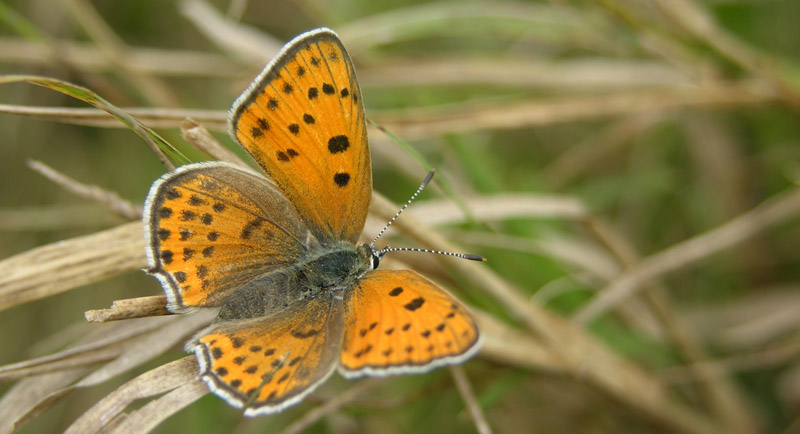 stlig Ildfugl, Lycaena thersamon hun. Bulgarien d. 24 september 2005. Fotograf; Troells Melgaard