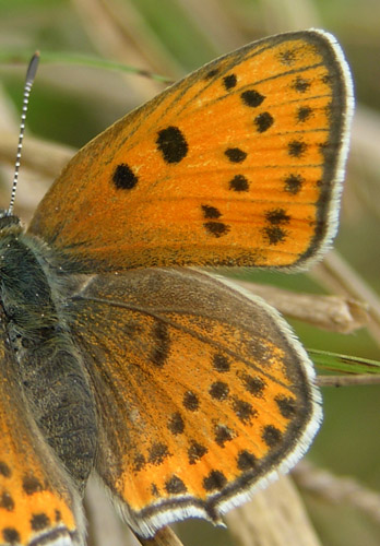 stlig Ildfugl, Lycaena thersamon hun. Bulgarien d. 24 september 2005. Fotograf; Troells Melgaard