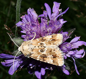 Eremobia ochroleuca, Fosdalen, Hanherred, d. 2 august 2005. Fotograf: Bjarne Skule