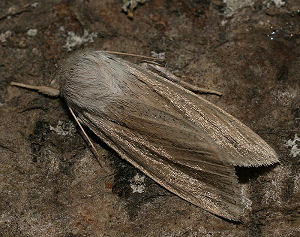 Simyra albovenosa (Goeze, 1781), Lolland d. 9 oktober 2005. Fotograf: Bjarne Skule 