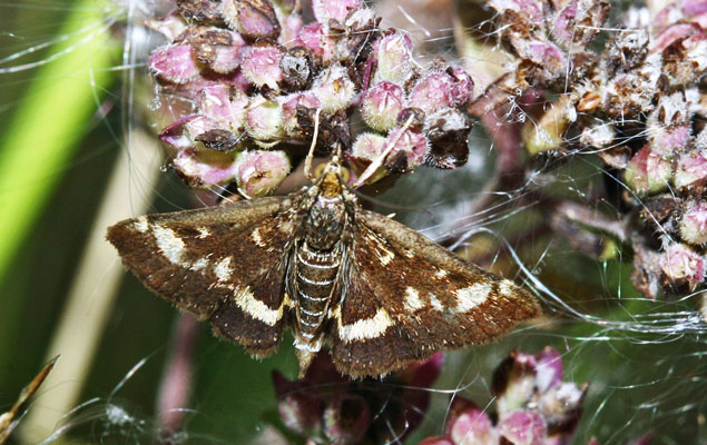 Pyrausta aurata. Holtug Kridtbrud, Stevns d. 16 august 2005. Fotograf; Lars Andersen