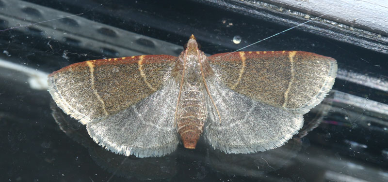 Blgrt Herkuleshalvml, Hypsopygia glaucinalis. H/F Vennelyst, Amager d. 4 juli 2013 d. 28 august 2005. Fotograf; Lars Andersen