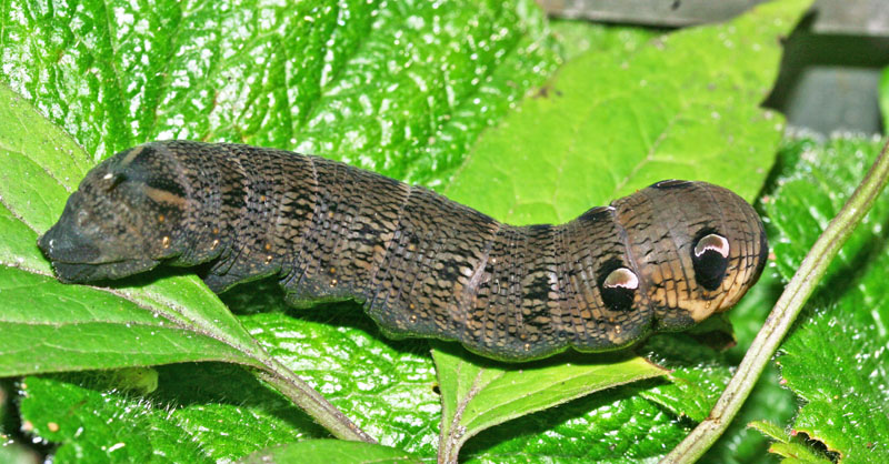 Dueurtsvrmer, Deilephila elpenor larve. H/F Vennelyst, Amager d. 14 august 2005. Fotograf; Lars Andersen