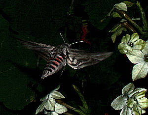 Snerlesværmer , Agrius convolvuli. H/F Vennelyst. d. 3 september 2005. kl: 20.37. Fotograf: Lars Andersen