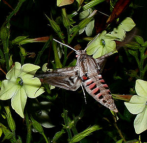 Snerlesvrmer , Agrius convolvuli. H/F Vennelyst. d. 4 september 2005. kl: 20.54. Fotograf: Lars Andersen