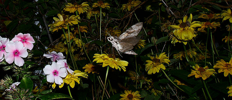 Snerlesværmer , Agrius convolvuli. H/F Vennelyst. d. 4 september 2005. kl: 20.54. Fotograf: Lars Andersen