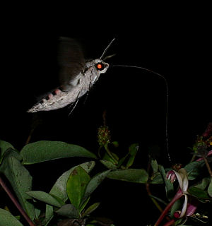 Snerlesvrmer , Agrius convolvuli. H/F Vennelyst. d. 6 september 2005. kl: 20.43. Fotograf: Lars Andersen