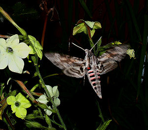 Snerlesvrmer , Agrius convolvuli. H/F Vennelyst. d. 6 september 2005. kl: 23.18. Fotograf: Lars Andersen