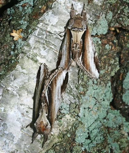 Birkeporcelnsspinder, Pheosia gnoma han og hun. Asserbo d. 21 august 2005. Fotograf; Lars Andersen