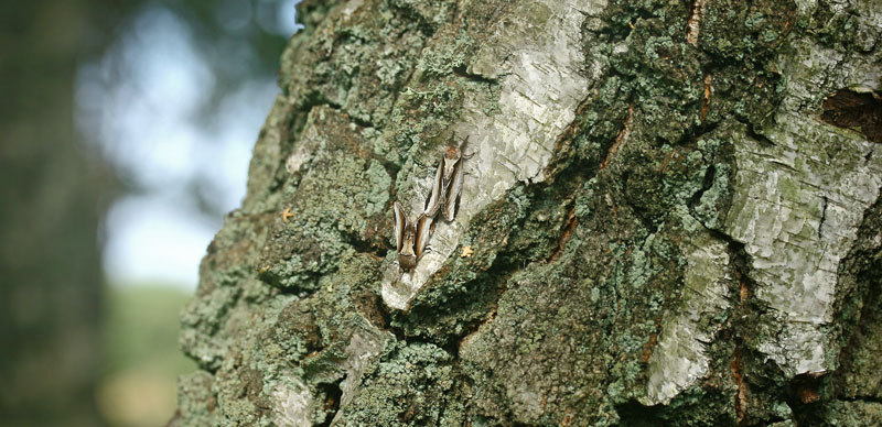 Birkeporcelnsspinder, Pheosia gnoma han og hun. Asserbo d. 21 august 2005. Fotograf; Lars Andersen