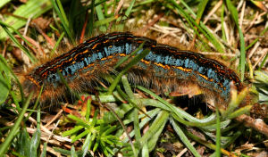 Båndspinder, Malcosoma castrensis larve, i sidste stadie, Melby Ovdrev d. 5 juni 2005. Fotograf: Lars Andersen