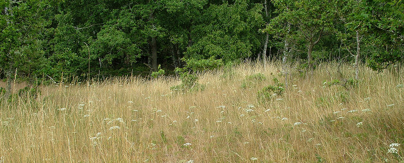 Lokalitet for Brun pletvinge og Egesommerfugl. Der er en del skrmplanter i blomst som var de foretruknet nektarblomst. Hagtorps, Sandhammaren, Skne 21 juli 2005. Fotograf: Lars Andersen