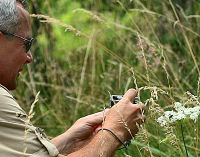 Peter Mllmann er tt p en Egesommerfugl, Satyrium ilicis. Hagestad Naturresevat, Sandhammaren, Skne 21 juli 2005. Fotograf: Lars Andesen