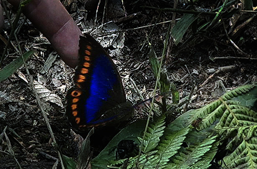 Prepona deiphile xenagoras. Caranavi, Yungas, Bolivia d. 12 january 2013. Photographer; peter Møllmann