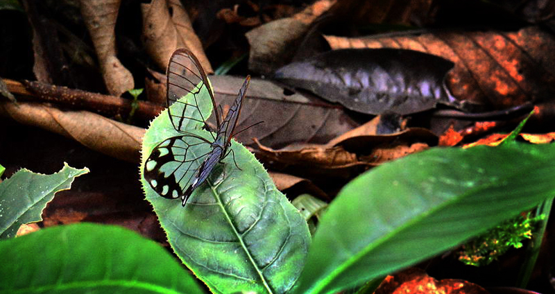 Pseudohaetera hypaesia. Caranavi, Yungas, Bolivia d. 15 january 2013. Photographer;  Werner Kunz