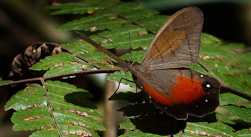 Pierella hyceta ceryce. Caranavi, Yungas, Bolivia d. 15 january 2013. Photographer; Michael F.