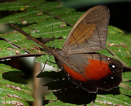 Pierella hyceta ceryce. Caranavi, Yungas, Bolivia d. 15 january 2013. Photographer; Michael F.