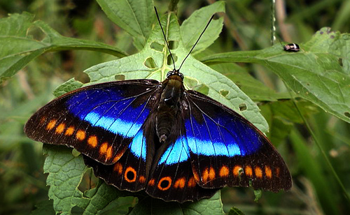 Orange-Spotted Prepona, Prepona deiphile xenagoras. Caranavi d. 18 january 2013. Photographer, Peter Mllmann