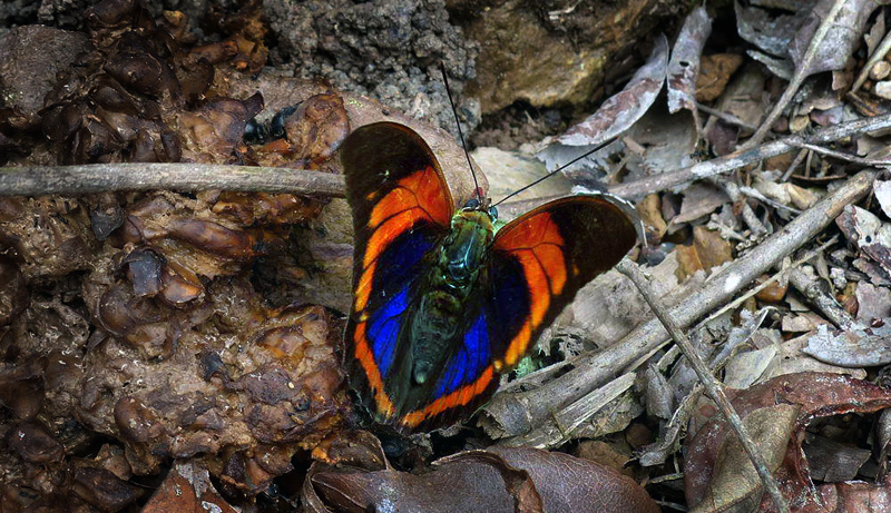 Prepona praeneste buckleyana. Caranavi d 15 january 2013.  Photographer; Michael F.