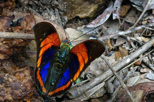 Prepona praeneste buckleyana. Caranavi d 15 january 2013. Photographer; Michael F.