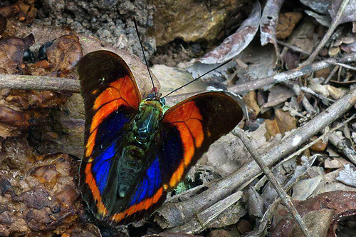 Prepona praeneste buckleyana. Caranavi d 15 january 2013.  Photographer; Michael F.